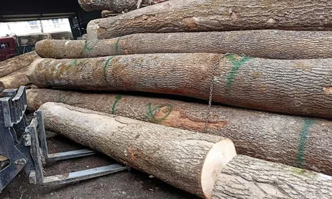 Xuất khẩu gỗ và sản phẩm gỗ Việt Nam sang Hoa kỳ tăng trưởng bất chấp lo ngại về thuế quan