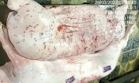 Bộ Nông nghiệp và Môi trường Đề nghị điều tra nghi vấn C.P Việt Nam bán thịt nhiễm bệnh ra thị trường