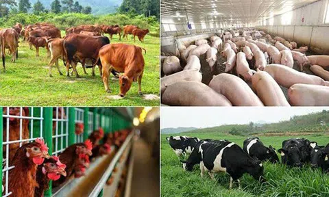 Quy định mức hỗ trợ khắc phục hậu quả của dịch bệnh động vật, dành cho các cơ sở sản xuất và người dân