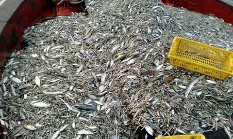 Cà Mau tăng cường các biện pháp ngăn chặn khai thác cá non tự nhiên