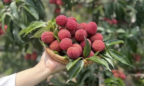Vải thiều Trung Quốc đổ bộ chợ Việt với giá "chát"