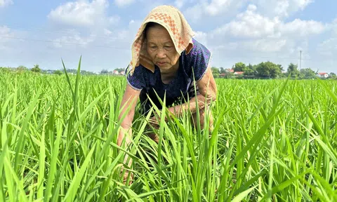 Thái Nguyên đối mặt với thời tiết bất thường, nỗ lực bảo vệ vụ lúa mùa