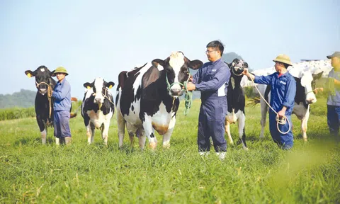 Giải pháp để không tuột mất cơ hội vàng và phát triển bền vững ngành bò sữa