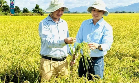 Canh tác lúa giảm phát thải: Vượt qua thách thức, gặt hái thành công