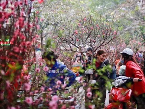 Hà Nội: Tổ chức 83 điểm Chợ Hoa Xuân phục vụ Tết Giáp Thìn 2024