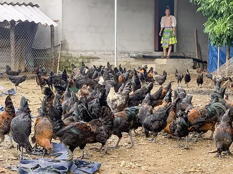Thái Nguyên: Hướng đến phát triển nông nghiệp xanh thông qua tái cơ cấu chăn nuôi