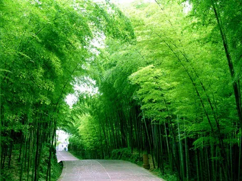 Lợi ích toàn diện của cây tre