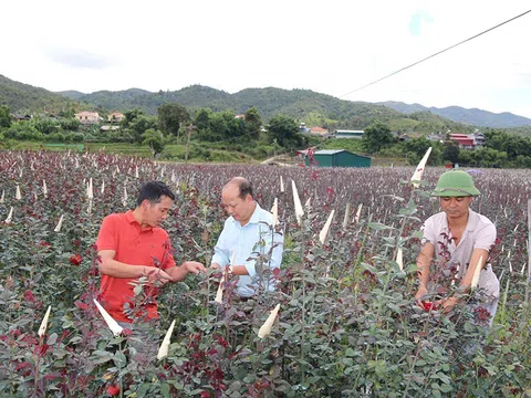 Mù Cang Chải (Yên Bái) - Điểm đến hấp dẫn cho doanh nghiệp và hợp tác xã