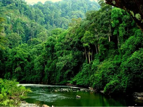 Bảo tồn và phục hồi rừng tự nhiên - Thực trạng và khuyến nghị chính sách