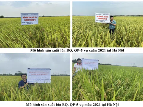 Sản xuất và phát triển hai giống lúa năng suất chất lượng BQ và QP-5 tại Hà Nội