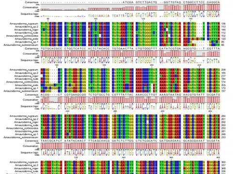 Phân tích thành phần nucleotide và cấu trúc cây phát sinh chủng loại của nấm Amauroderma sử dụng vùng ITS1-5.8S-ITS2