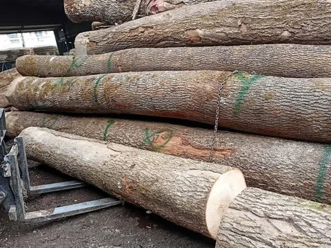 Xuất khẩu gỗ và sản phẩm gỗ Việt Nam sang Hoa kỳ tăng trưởng bất chấp lo ngại về thuế quan