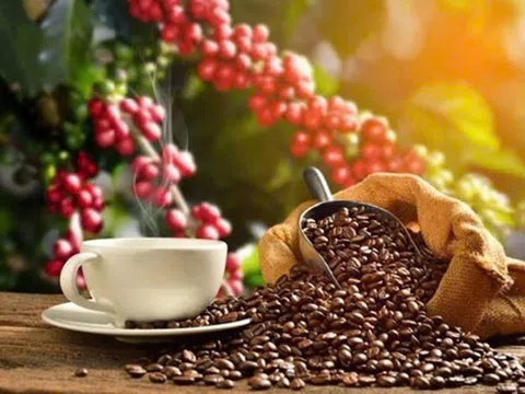Phân tích xu hướng giá cà phê Robusta: Sự phục hồi sau giai đoạn giảm giá liên tiếp