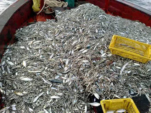 Cà Mau tăng cường các biện pháp ngăn chặn khai thác cá non tự nhiên