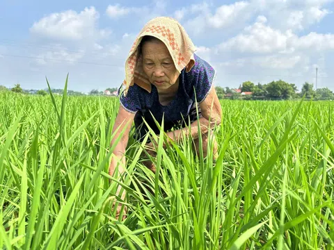 Thái Nguyên đối mặt với thời tiết bất thường, nỗ lực bảo vệ vụ lúa mùa
