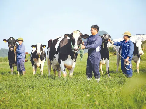 Giải pháp để không tuột mất cơ hội vàng và phát triển bền vững ngành bò sữa