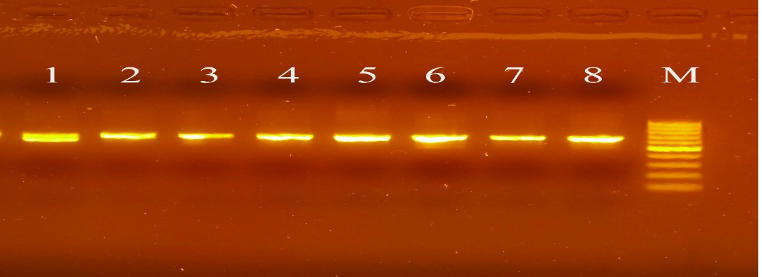 nucleotide-1-1745937307.png