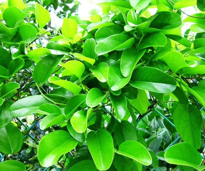 caysuongsam2-1749856247.jpg