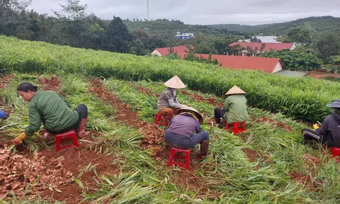 Đắk Nông: Nông dân vào mùa thu hoạch gừng phục vụ tết