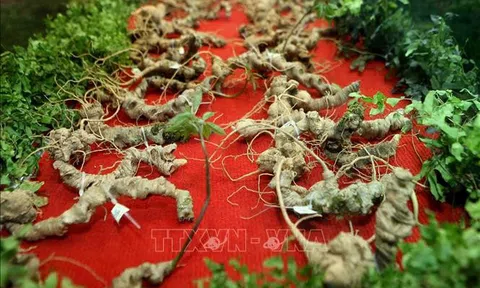 Phát triển Sâm Việt Nam mang thương hiệu sản phẩm quốc gia