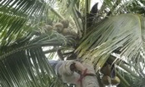 Nhân rộng giống dừa mới có lợi thế