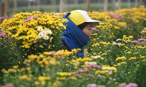 Vựa hoa lớn nhất Hà Nội tất bật thu hoạch vụ hoa quan trọng nhất năm