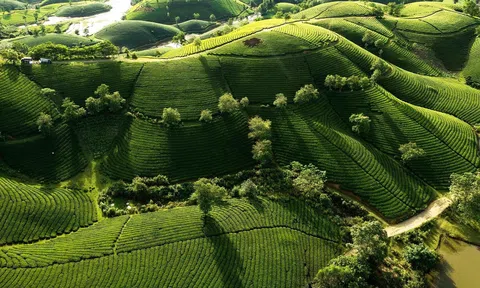 Khung hình đồi chè tuyệt đẹp dưới góc nhìn của Nhiếp ảnh gia Nguyễn Thành