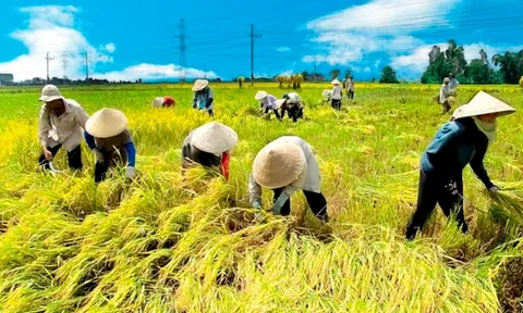 Xây dựng hệ sinh thái các tổ chức kinh tế hợp tác