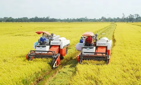 Hạt lúa vàng mùa Xuân đất nước