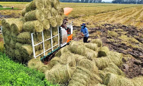 Phụ phẩm nông nghiệp, “mỏ vàng” bị bỏ quên: Giải pháp để tận dụng hiệu quả