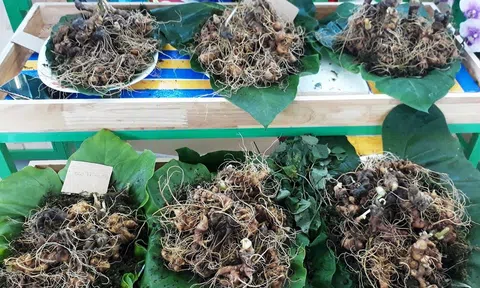 Phát triển sâm Việt Nam đến năm 2030: Sản lượng khai thác đạt 300 tấn/năm