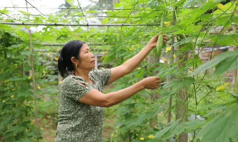 Vĩnh Phúc: Gắn đào tạo nghề lao động nông thôn với xây dựng nông thôn mới