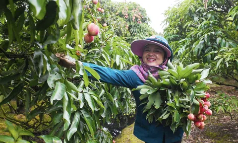 Hải Dương: Vải chín sớm, người dân vui mừng thu hàng trăm triệu