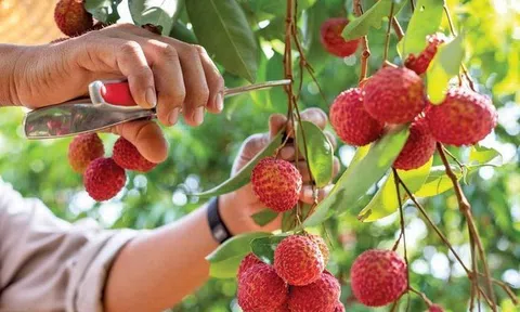 Bắc Giang bước vào vụ thu hoạch vải thiều