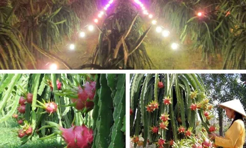 Chiếu sáng thông minh giúp thanh long Bình Thuận tăng năng suất