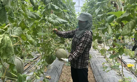 Vĩnh Phúc: Nông dân ứng dụng công nghệ 4.0 đem lại hiệu quả kinh tế cao