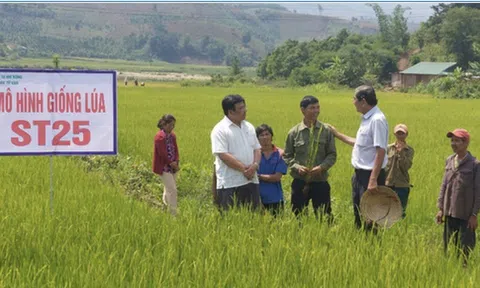 Gạo ST25 đăng quang gạo ngon nhất thế giới lần 2