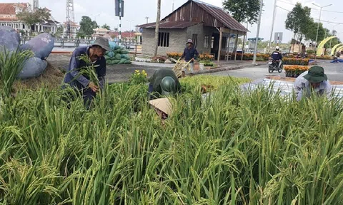 Ba kỷ lục Việt Nam sẽ được xác lập tại Festival lúa gạo quốc tế Việt Nam - Hậu Giang 2023