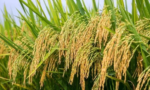 [Bài 1] Tâm nguyện những nhà khoa học trọn đời gắn bó ruộng đồng