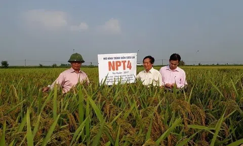 [Bài 2] GS. Trần Duy Quý: Nhìn lại một số thành tựu chọn tạo giống lúa