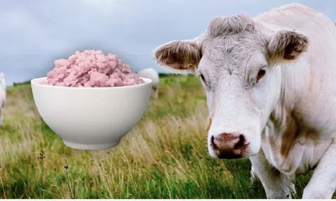 Các nhà khoa học vừa tạo ra gạo lai thịt bò: Phở, bún bò Huế và cơm rang dưa bò trong tương lai sẽ không còn có thịt?