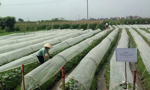 Hà Nội: HTX nông nghiệp hữu cơ Tiên Dương mô hình góp phần nâng cao chất lượng sản phẩm và giải pháp bảo vệ môi trường