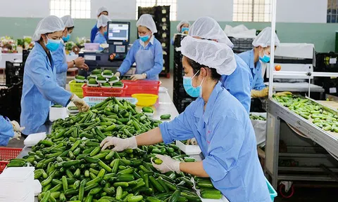 Nông sản của Việt Nam liên tục đón nhận nhiều tin vui đầu năm