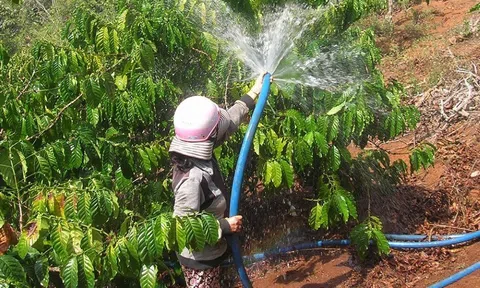 Nông dân Đắk Nông tập trung các biện pháp khôi phục vườn cây, bảo đảm năng suất